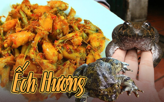Loại ếch này là đặc sản tỉnh Lạng Sơn, giá cao gấp 10 lần ếch đồng vẫn luôn được người tiêu dùng săn đón
