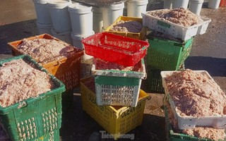 Ngư dân Hà Tĩnh trúng đậm ruốc biển những ngày cận Tết