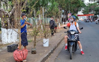 Mai rừng ùn ùn xuống phố, hút khách hỏi mua chơi Tết