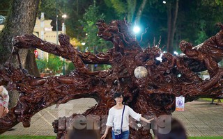 Ba khối "Cửu Long Tranh Châu" làm từ rễ cây khô nguyên khối ở TPHCM