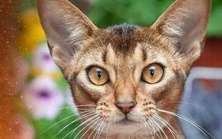 Người cầm tinh con gì dễ thành triệu phú nhất: Chiếm 10% số người siêu giàu trên thế giới, tiền nhiều đếm không xuể