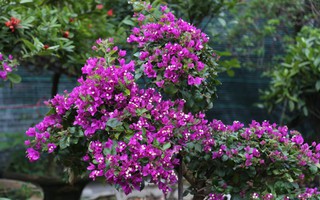 Làng hoa vào mùa nườm nượp, dùng cả cần cẩu chuyển hàng Tết