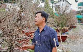 Nông dân vườn mai lớn nhất TP.HCM "mất ăn mất ngủ" vì trời mưa, hoa Tết nở sớm