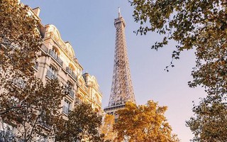 Côn trùng hút máu ồ ạt tấn công Paris