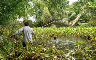 Vụ cá sấu sổng chuồng ở Kiên Giang: Hai con đã chết