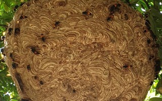 2 anh em suy đa tạng nguy kịch do bị ong vò vẽ đốt