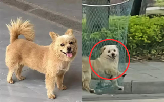 Hưởng ứng "làn sóng càn quét chó hoang", nam bảo vệ đánh chết chú chó sống trong trường đại học khiến sinh viên phẫn nộ
