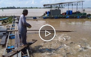 Kỳ lạ đàn cá tự nhiên hơn 100 tấn tràn vào nhà ông lão sống như thú cưng