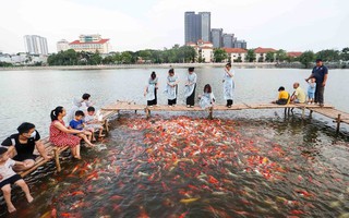 Hà Nội: Cho thuê sai mục đích, phải di dời hàng chục tấn cá koi hồ Đầm Đông