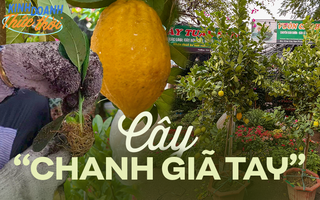 Đã xuất hiện nguyên cây chanh Quảng Đông đầy trái được nhập khẩu về trồng tại nhà chơi Tết năm nay
