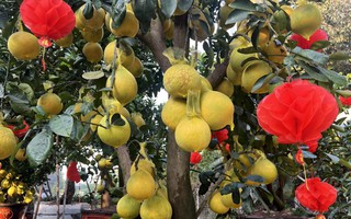 Bưởi Diễn vàng rực giá hàng chục triệu đổ bộ Sài thành