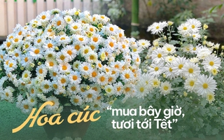 Sau thời gian gây sốt, chị em "bớt mặn mà" với cúc họa mi, chuyển qua săn lùng loài hoa tươi lâu hơn gấp 5 lần
