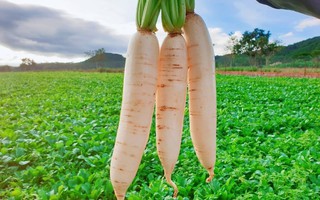 Nếu có gặp thì bạn cũng đừng nên mua 4 loại củ cải này