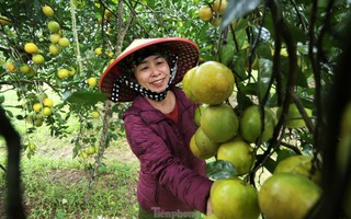 Chiêm ngưỡng vườn cam tiền tỷ sắp vào vụ Tết