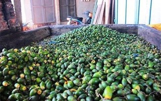 Loại quả phổ biến ở Việt Nam được người dân Trung Quốc cực ưa chuộng, thương lái đổ xô đi thu mua làm thành kẹo bán giá chục triệu/kg