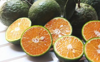 Vào chính vụ cam sành bán chạy vì giá rẻ