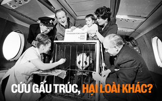 Cứu gấu trúc khỏi tuyệt chủng, ta có vô tình làm hại những loài vật khác?