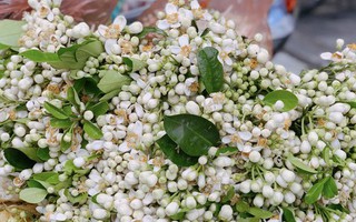 Hoa bưởi đầu mùa tỏa hương khắp phố Hà Nội, giá nửa triệu đồng/kg