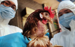 Viện Pasteur TP.HCM có công văn khẩn về giám sát viêm phổi nặng liên quan đến H5N1