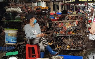 Gà, vịt bán đầy đường ở TPHCM, bất chấp dịch cúm gia cầm đe dọa