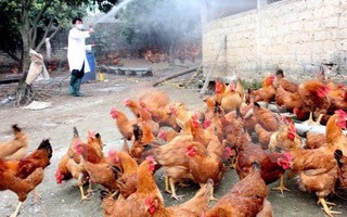 TP HCM chỉ đạo khẩn ngăn lây lan bệnh cúm gia cầm H5N1
