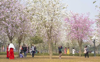 Hà Nội: Không thua kém đường Hoàng Diệu, con đường hoa ban tím ở Mê Linh cũng gây sốt rần rần