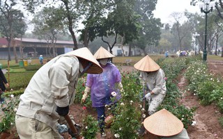 Hơn 10.000 cây hoa hồng thay rào sắt tại công viên Thống Nhất