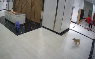 Củng cố hồ sơ xử lý vụ người đàn ông bị hành hung vì một con chó ở chung cư quận 7
