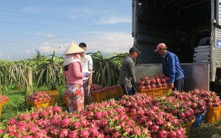 Tuy có nguồn gốc Nam Mỹ, nhưng một loại trái cây đang trở thành mặt hàng xuất khẩu chủ lực của Việt Nam sang Trung Quốc