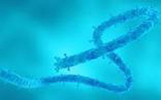 Bệnh viện Chợ Rẫy cảnh báo mức độ nguy hiểm của  virus Marburg