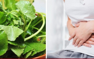 Những ai không nên ăn rau má?