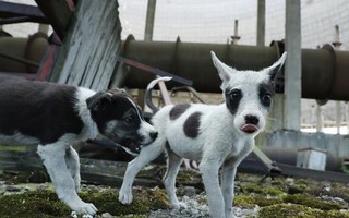 Phát hiện kinh ngạc về những con chó ở vùng thảm họa hạt nhân Chernobyl