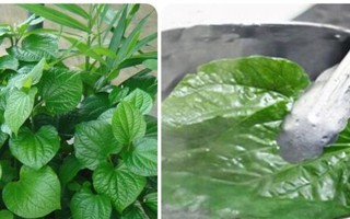 Uống nước lá lốt hàng ngày có tốt không?