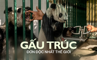 Cuộc sống đơn độc của cô gấu trúc bị lãng quên: Đã già nhưng chưa từng sinh sản, có thể là dấu chấm hết cho loài này ở Mỹ Latinh