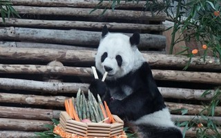 Gấu trúc Thái Lan mượn của Trung Quốc chết bất ngờ