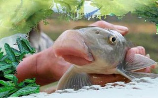 Chuyện ít biết về loài cá cả chục triệu đồng/kg
