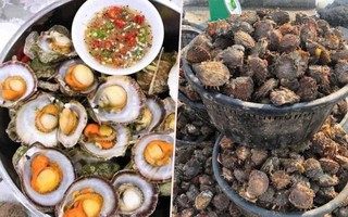 Bào ngư, vi cá mập giá rẻ giật mình, bán tràn 'chợ mạng'