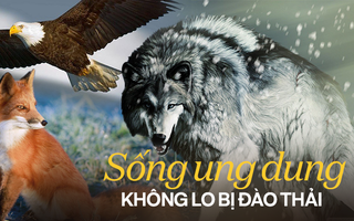 Không lo đào thải, dễ đạt đỉnh vinh quang, phải nhớ: ĐẠO của sói, TRÍ của cáo, MƯU của đại bàng