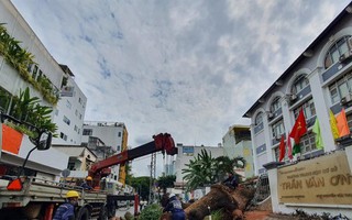 Cây xanh trong trường học bật gốc 7 người bị thương: Trách nhiệm thuộc về ai?