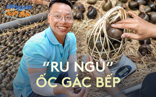 Doanh thu hàng trăm triệu/tháng nhờ tìm ra cách "ru ngủ” các chú ốc lác gác bếp nổi tiếng miền Tây