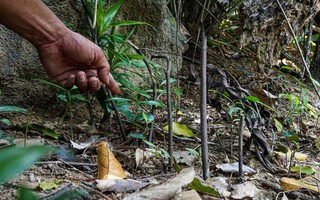Gỡ bỏ hàng trăm bẫy thú nguy hiểm tại bán đảo Sơn Trà