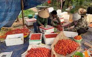 Hà Nội: Nhót đỏ chín mọng, người dân tất bật thu hoạch
