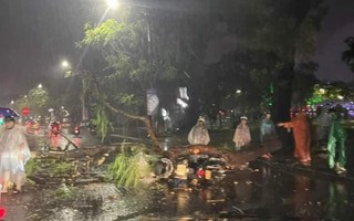 Cây phượng ở TP Huế bật gốc lúc trời mưa lớn, đè hai người đi xe máy