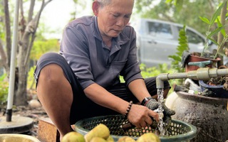 Nhiều người ở Bình Dương trúng đậm nhờ măng cụt gây sốt mạng xã hội