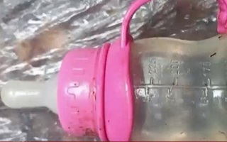 Bốn em nhỏ sống sót thần kỳ sau tai nạn máy bay