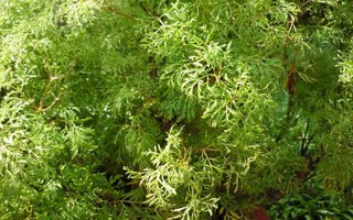 Những lưu ý quan trọng cần nhớ khi sử dụng đinh lăng