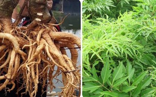 4 tác hại không ngờ của cây đinh lăng nếu dùng sai cách