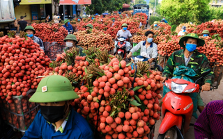 Bắc Giang sẵn sàng cho mùa vải chính vụ