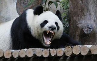 Gấu trúc khổng lồ có vẻ ngoài rất dễ thương, tại sao người xưa không thuần hóa làm thú cưng?