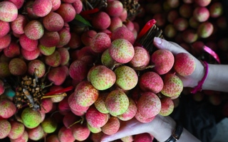 Vải đặc biệt đắt đỏ nhất Việt Nam, luôn 'cháy' hàng mỗi khi vào mùa